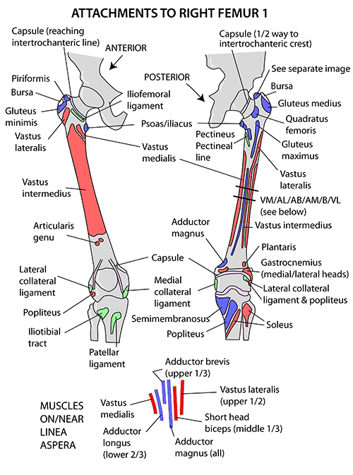 femur muscle attachments