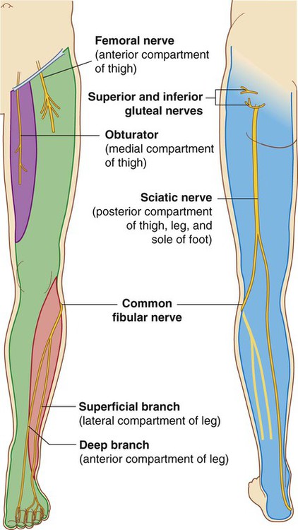 nerves of the lower limb