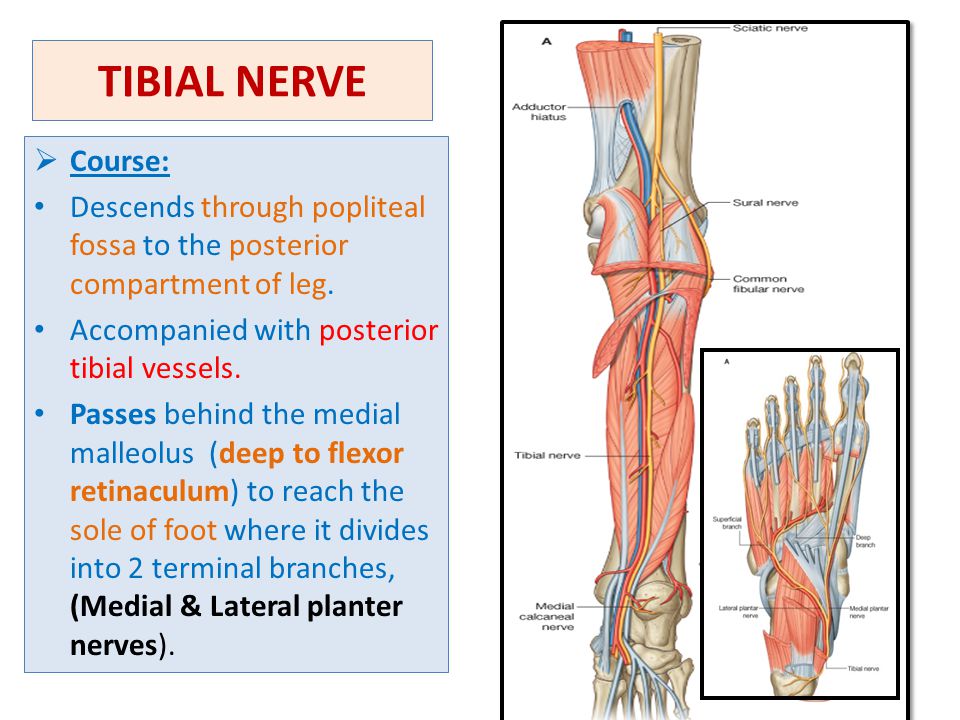 Tibial Nerve