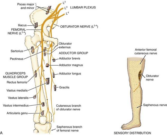 obturator Nerve