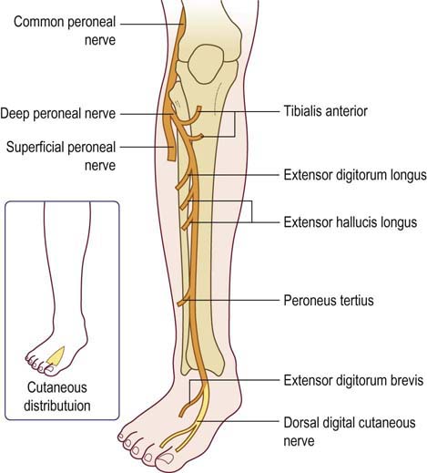 Common Fibular Nerve