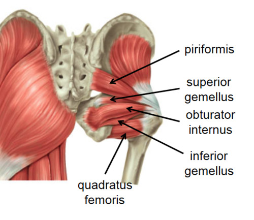 Quadratus Femoris