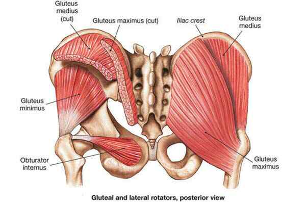 Superficial Muscles of the gluteal region