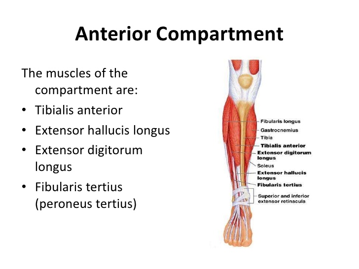 anterior compartment of the leg