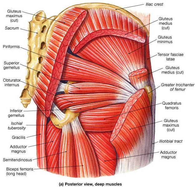 deep muscles of the gluteal region