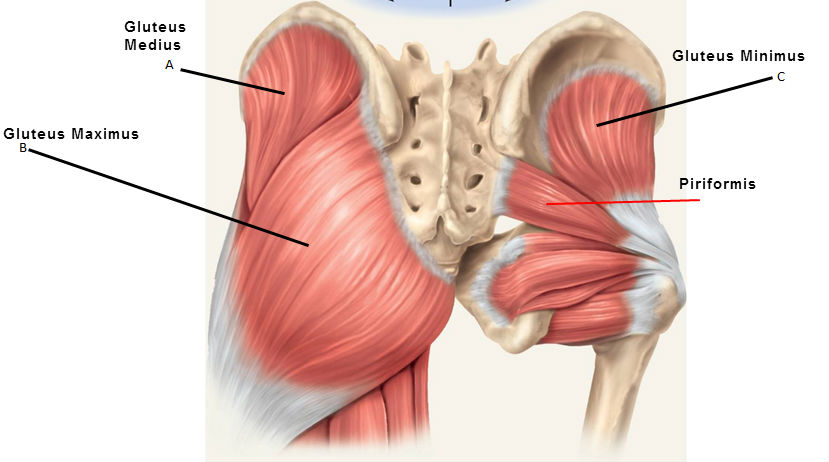 gluteal minimus