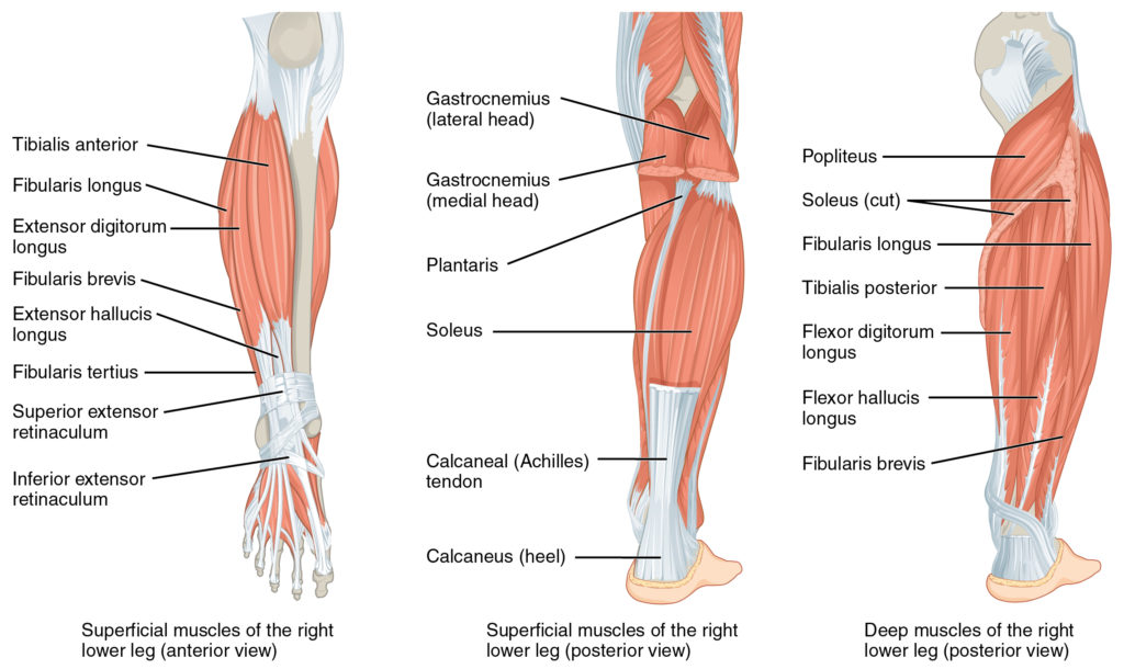 leg muscles anatomy