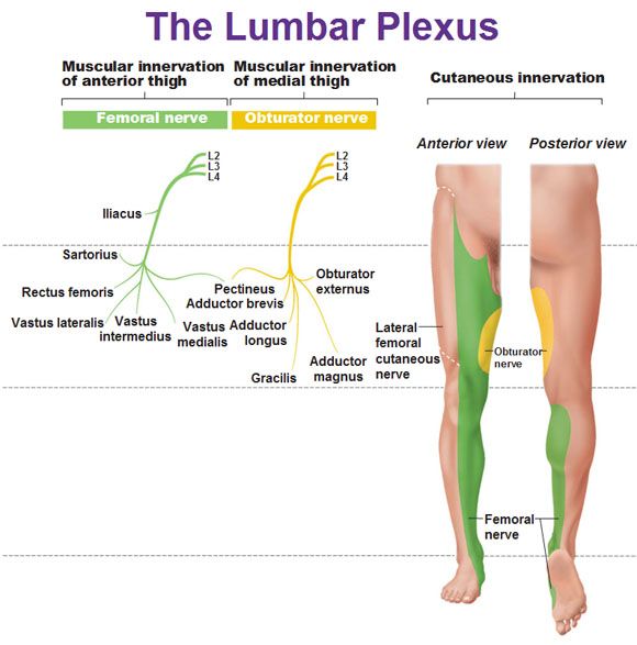 Obturator Nerve: Course, Motor & Sensory Innervation » How To Relief