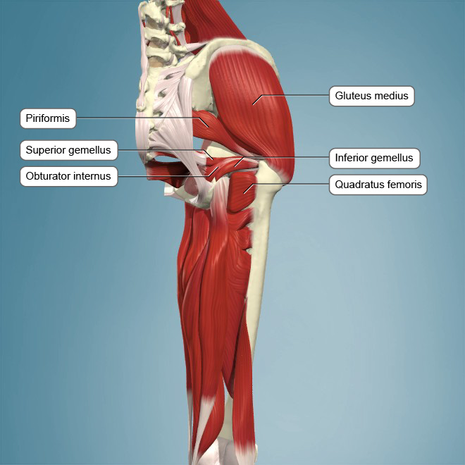 piriformis muscle