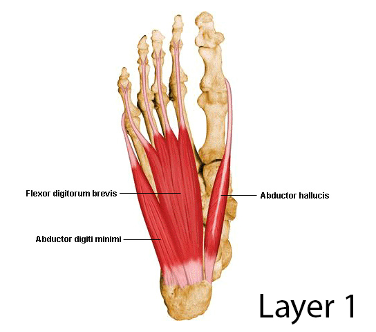 abductor hallucis muscle anatomy