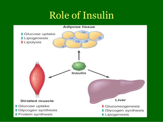 insulin function