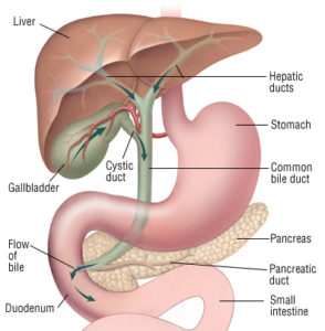 pancreas location