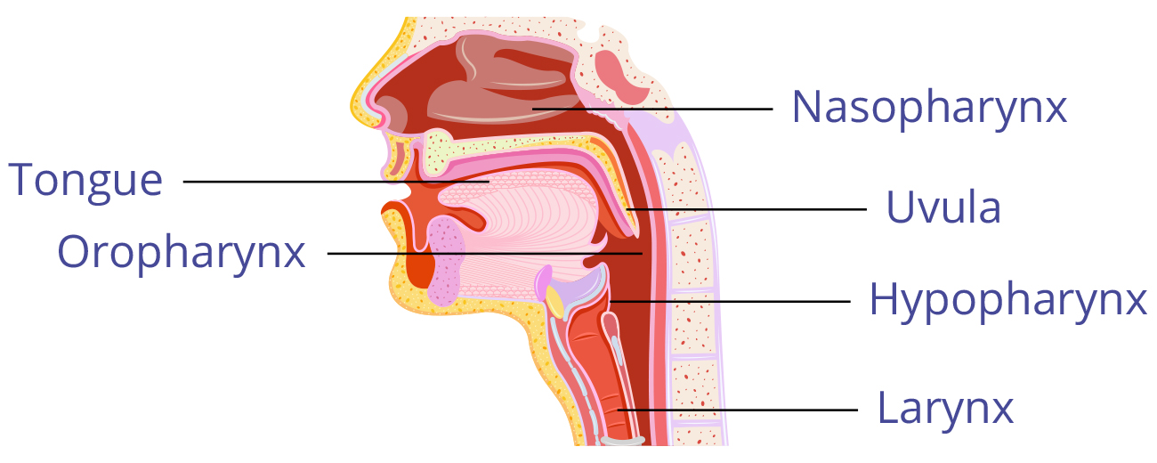 Throat Action