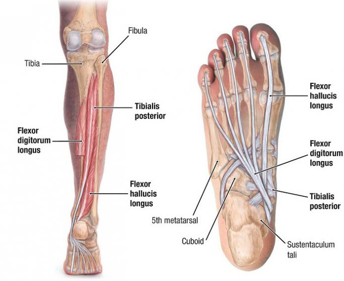tibialis posterior muscle
