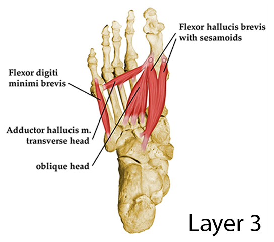 flexor digiti minimi brevis foot