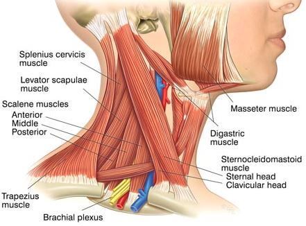 Anterior Scalene