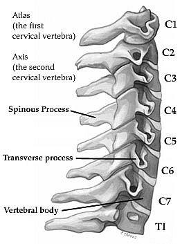 C3-C6 spine