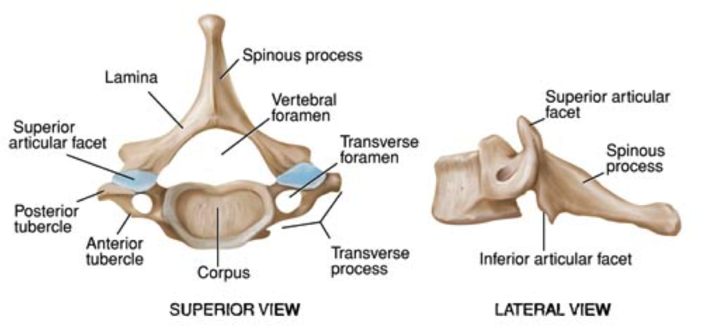 C7 Spine anatomy