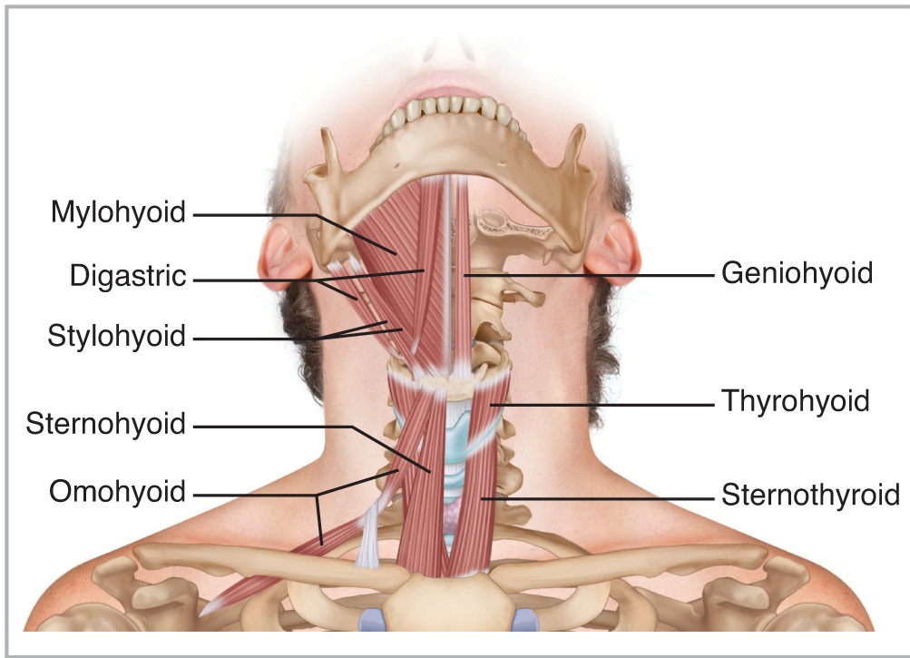 Geniohyoid muscle