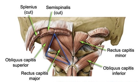 Rectus Capitis Posterior Major