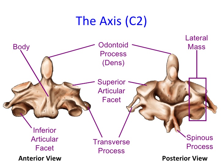 Second Cervical Spine(C2)