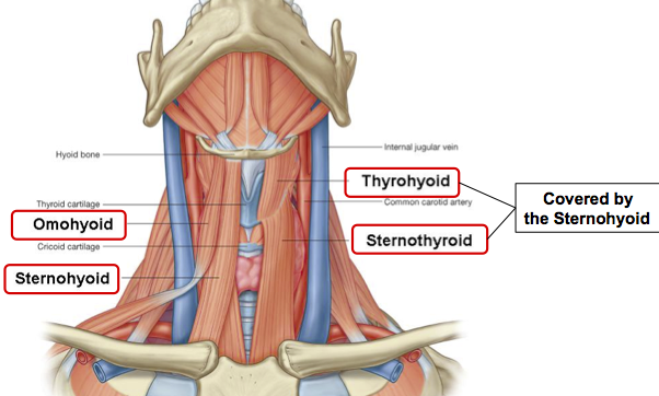 Sternothyroid Muscles