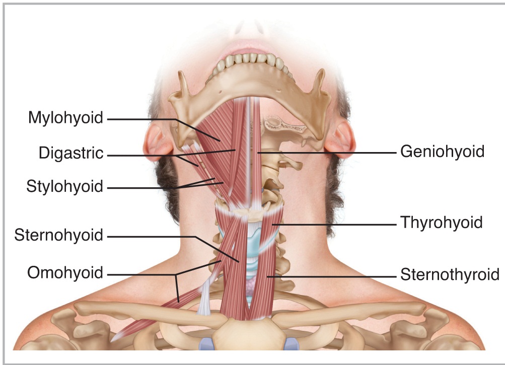 Stylohyoid
