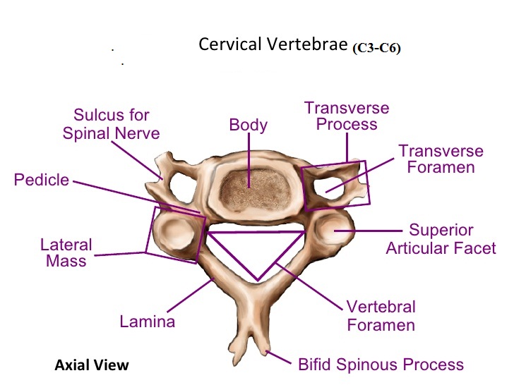c3-c6 spine anatomy