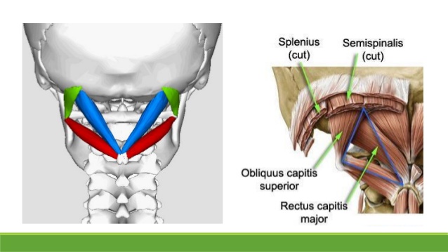 suboccipital triangle contents