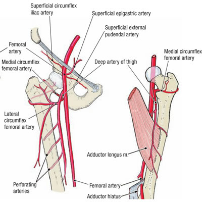 femoral artery