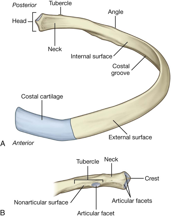 Typical Ribs Anatomy