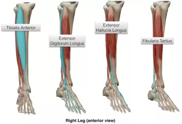 dorsiflexion muscles