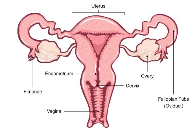 Female Reproductive System