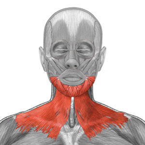 platysma muscle